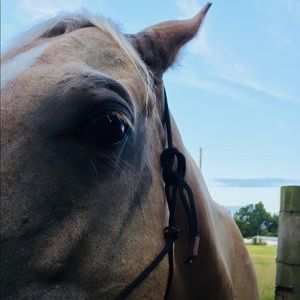 Meet your Posher, Kynli